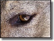 Czechoslovakian wolfdog