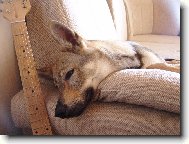 Czechoslovakian wolfdog