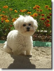 Bichon á poil frisé, Bichon Frise