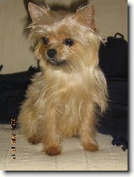 Jorkrsk terier, Yorkshire Terrier,