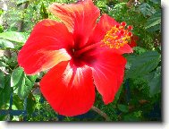 Hibiscus rosa-sinensis