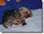 Jorkrsk terier, Yorkshire Terrier,