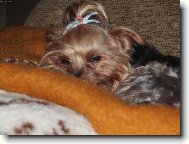 Jorkrsk terier, Yorkshire Terrier,