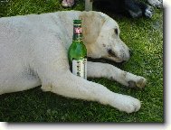 Romagna Water Dog