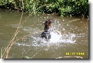 Dobermann, Doberman