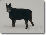 Dobermann, Doberman