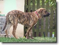 Fila Brasileiro