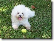 Bichon á poil frisé, Bichon Frise