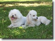 Bichon á poil frisé, Bichon Frise