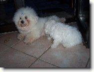 Bichon á poil frisé, Bichon Frise
