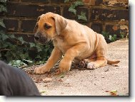 Rhodesian Ridgeback