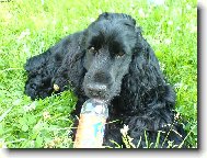 English Cocker Spaniel