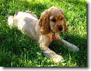 English Cocker Spaniel