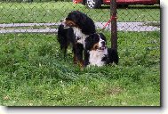 Berner Sennenhund
