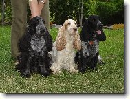 English Cocker Spaniel