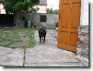 Tibetan Mastiff