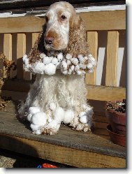 English Cocker Spaniel