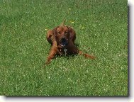 Rhodesian Ridgeback