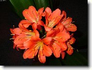 Clivia