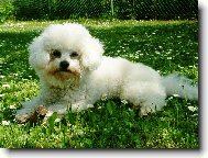 Bichon á poil frisé, Bichon Frise