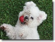 Bichon á poil frisé, Bichon Frise