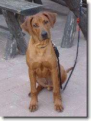 Rhodesian Ridgeback