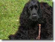 English Cocker Spaniel