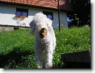 Bedlington terrier \(Dog standard\)