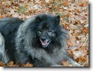 German spitz-wolfsspitz, keeshound \\\\\(Dog standard\\\\\)