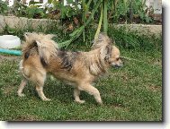 Chihuahua