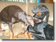 Dobermann, Doberman