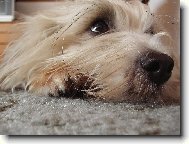 Coton de Tulear