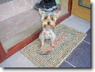 Jorkšírský terier, Yorkshire Terrier,