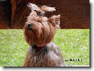 Jorkšírský terier, Yorkshire Terrier,