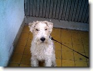 Fox terrier wire \\\\\\\\\\\\\\\\\\\\\(Dog standard\\\\\\\\\\\\\\\\\\\\\)