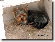 Jorkšírský terier, Yorkshire Terrier,