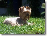 Jorkšírský terier, Yorkshire Terrier,
