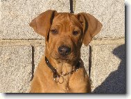 Rhodesian Ridgeback