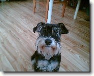 Zwergschnauzer, Miniature Schnauzer