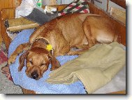 Rhodesian Ridgeback