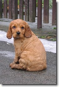 English Cocker Spaniel