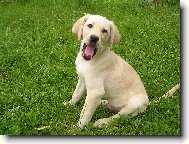 Labrador Retriever