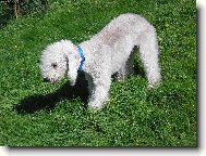 Bedlington terrier \(Dog standard\)