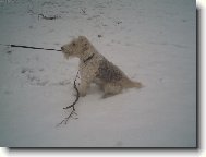 Fox terrier wire \\\\\\\\\\\\\\\\\\\\\(Dog standard\\\\\\\\\\\\\\\\\\\\\)