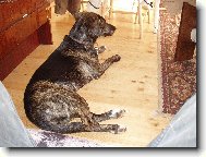 Dutch shepherd dog \\\\\(Dog standard\\\\\)