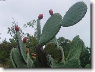 Opuntia