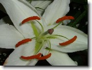 Lilium