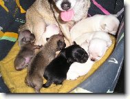 Chihuahua