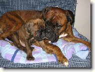 Deutscher Boxer