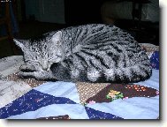 British shorthairs cat